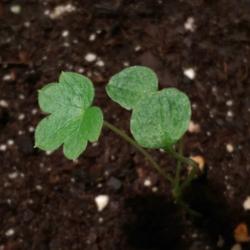Location: New York
Date: 2016-04-27
young seedling of Aconitum vulparia