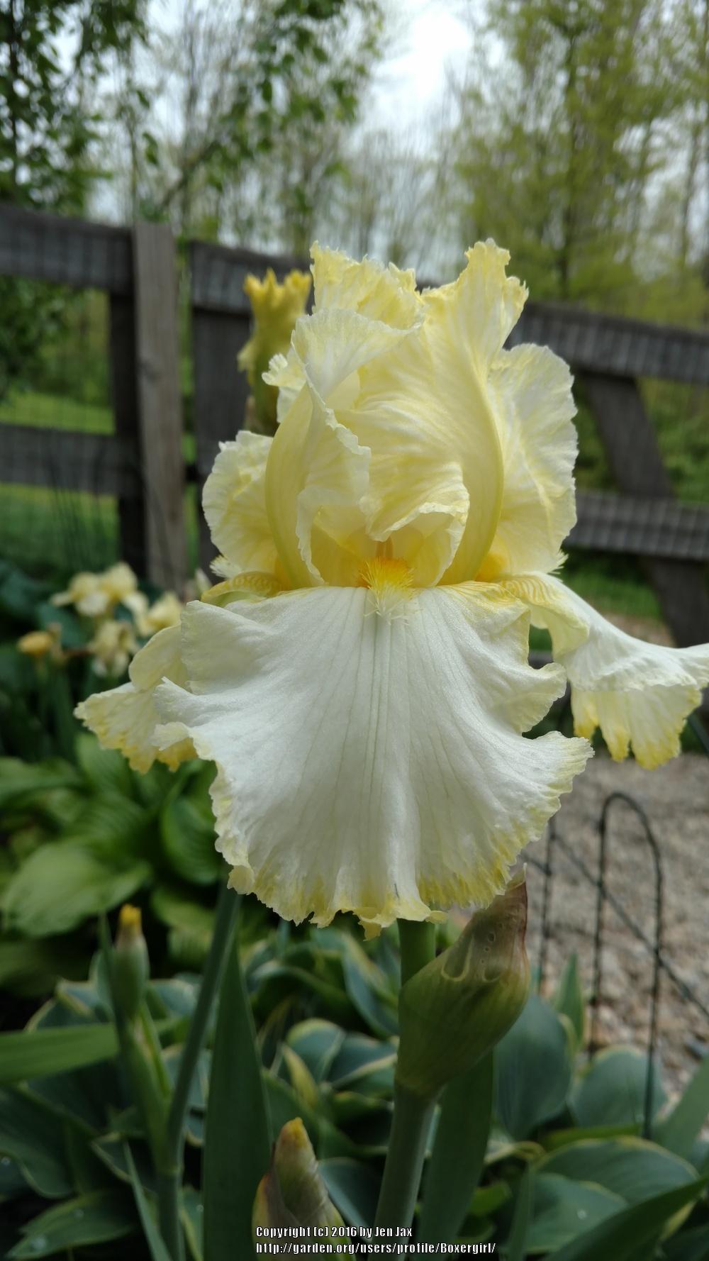 Photo of Tall Bearded Iris (Iris 'Churchill Downs') uploaded by Boxergirl