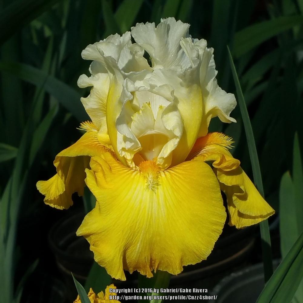 Photo of Tall Bearded Iris (Iris 'Alpine Harmony') uploaded by Cuzz4short