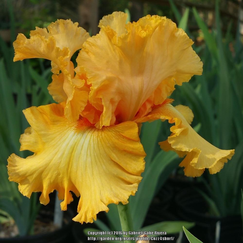 Photo of Tall Bearded Iris (Iris 'Orange Juice') uploaded by Cuzz4short