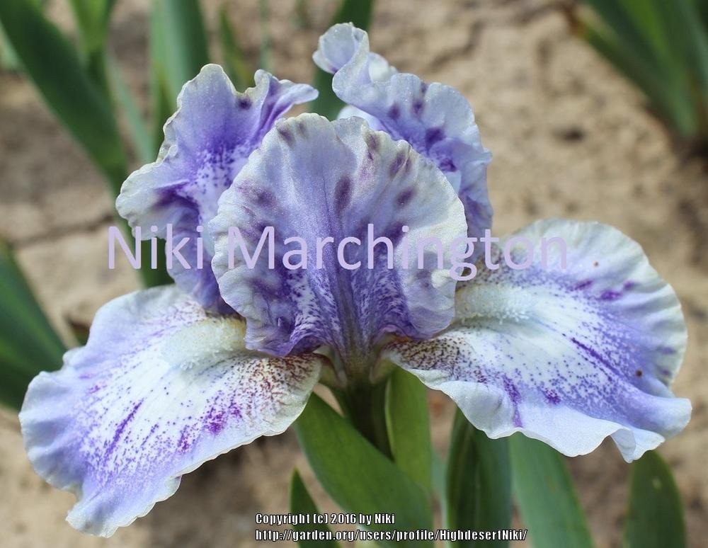 Photo of Standard Dwarf Bearded Iris (Iris 'Whee') uploaded by HighdesertNiki