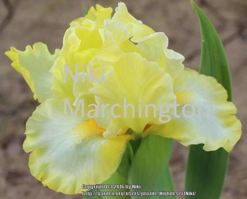 Photo of Standard Dwarf Bearded Iris (Iris 'Twitter') uploaded by HighdesertNiki