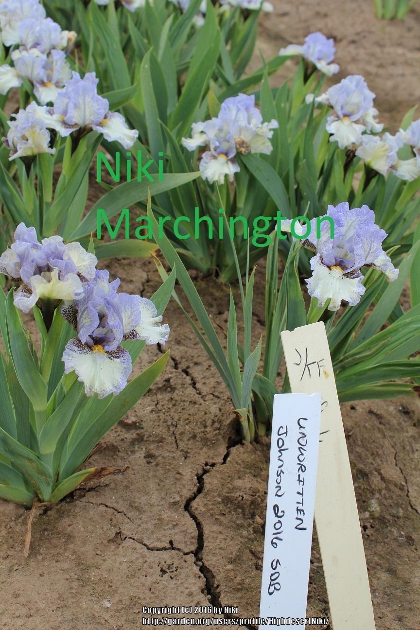 Photo of Standard Dwarf Bearded Iris (Iris 'Unwritten') uploaded by HighdesertNiki