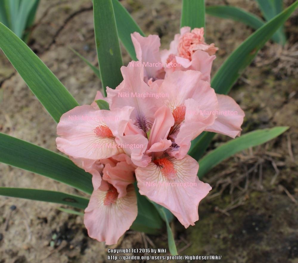 Photo of Standard Dwarf Bearded Iris (Iris 'Pussycat Pink') uploaded by HighdesertNiki