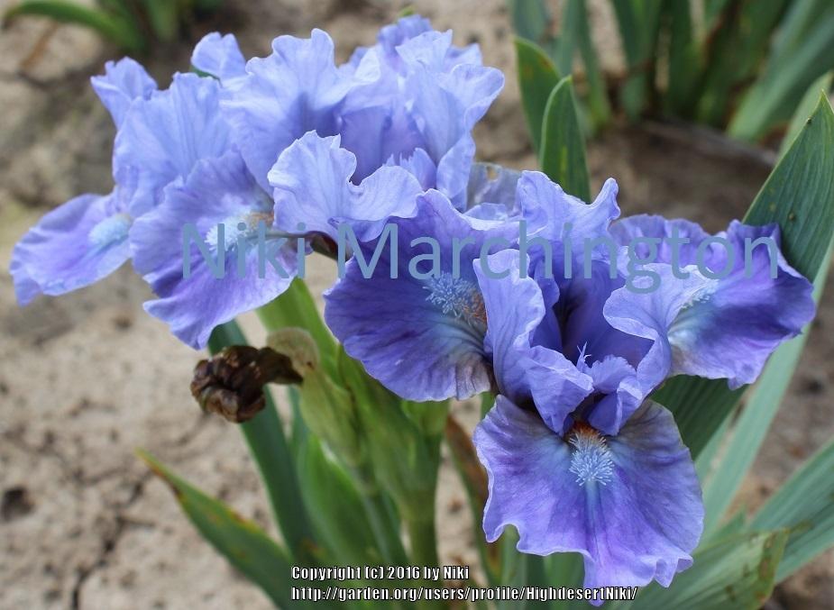 Photo of Standard Dwarf Bearded Iris (Iris 'Snitch') uploaded by HighdesertNiki