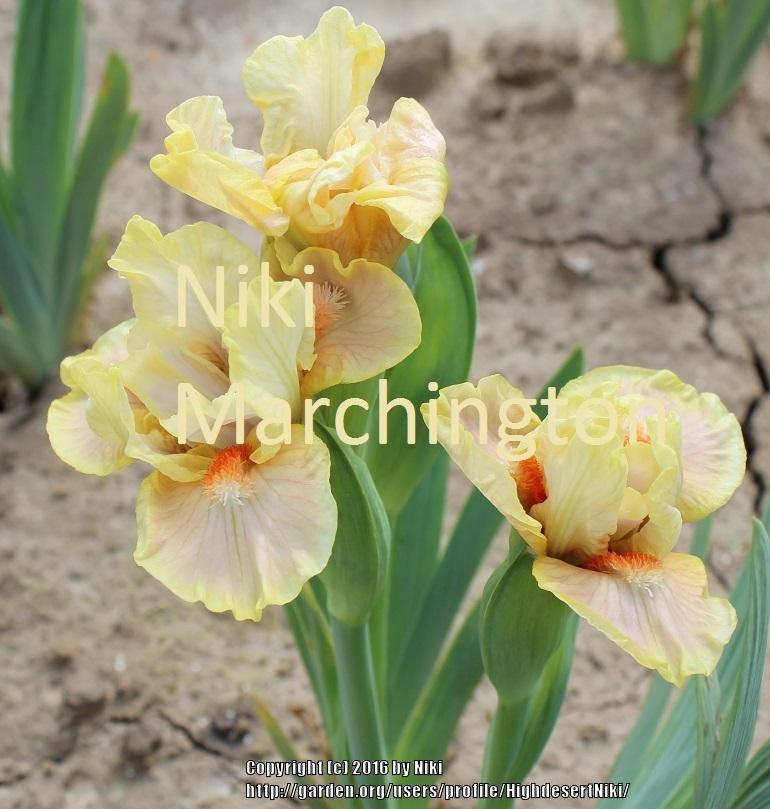 Photo of Standard Dwarf Bearded Iris (Iris 'Segue') uploaded by HighdesertNiki