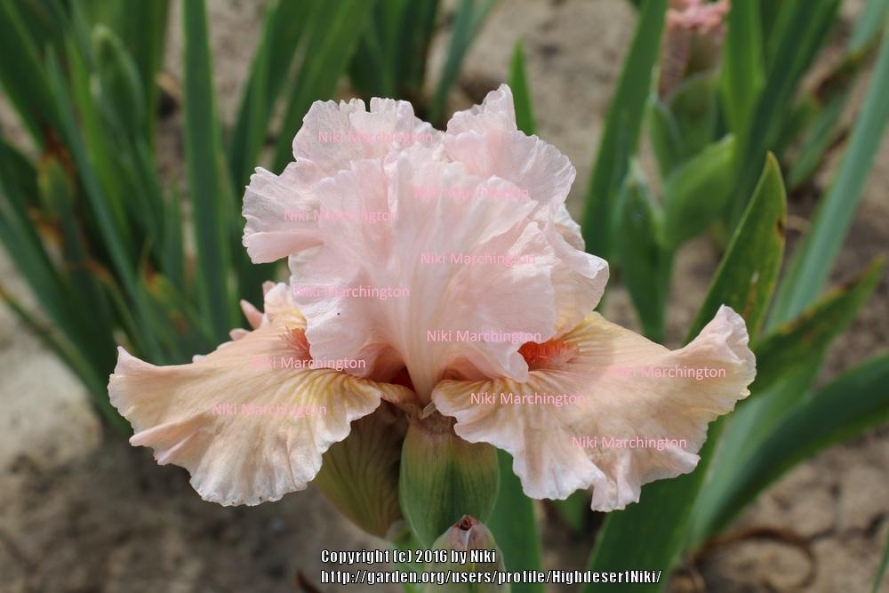 Photo of Intermediate Bearded Iris (Iris 'Scene in Pink') uploaded by HighdesertNiki