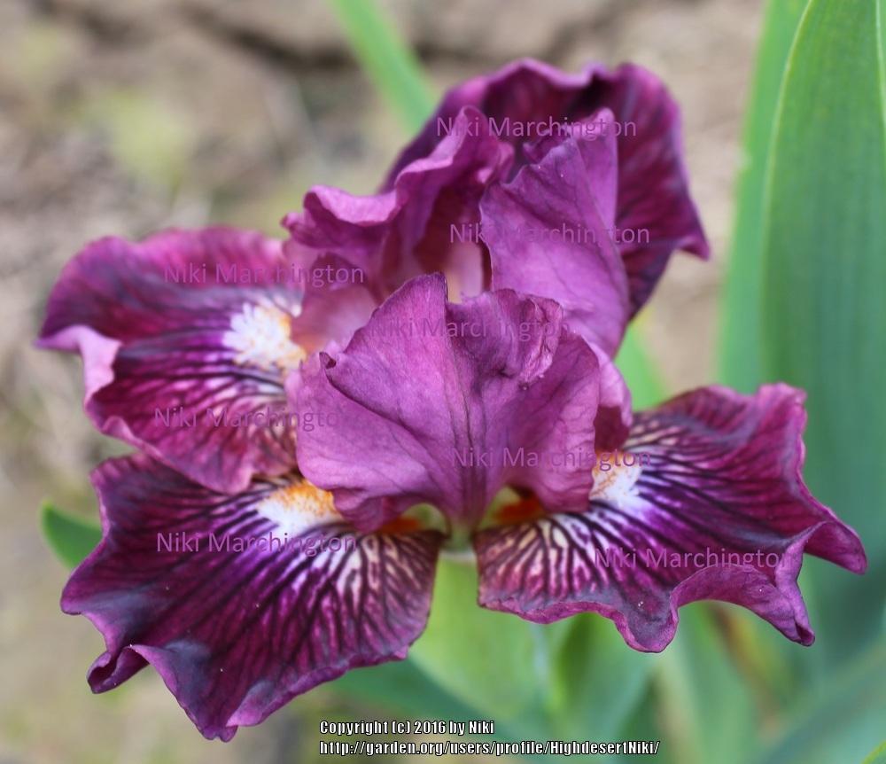 Photo of Standard Dwarf Bearded Iris (Iris 'Raspberry Tiger') uploaded by HighdesertNiki