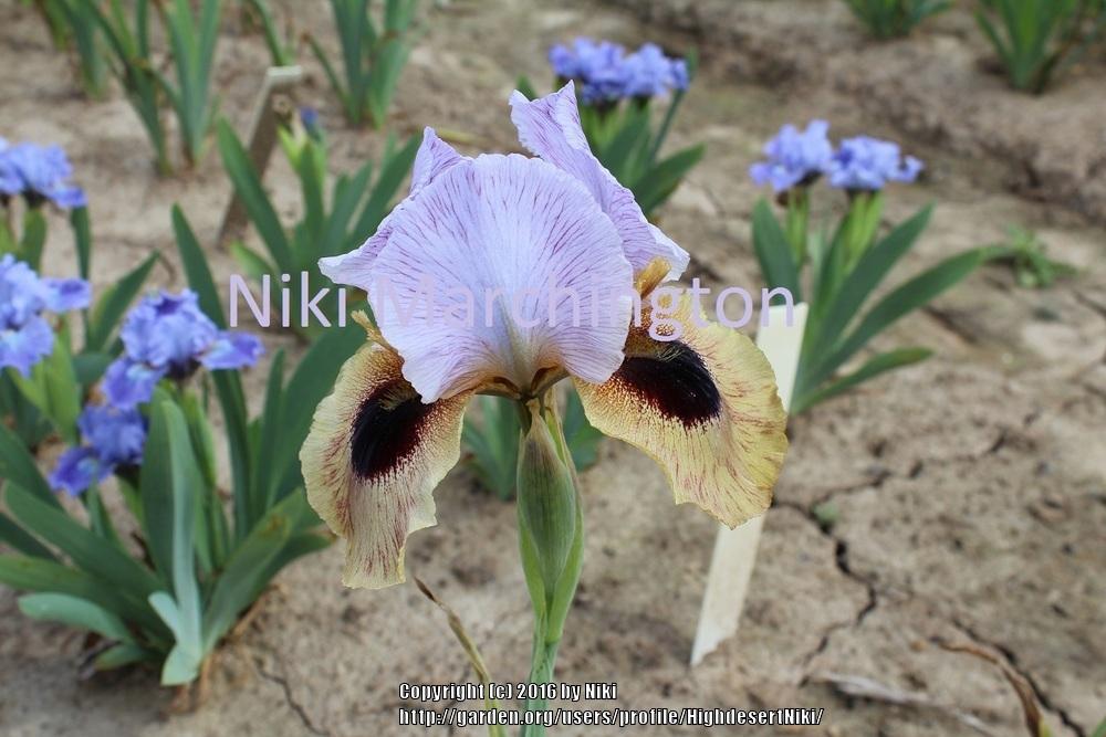 Photo of Arilbred Iris (Iris 'Solar Wind') uploaded by HighdesertNiki