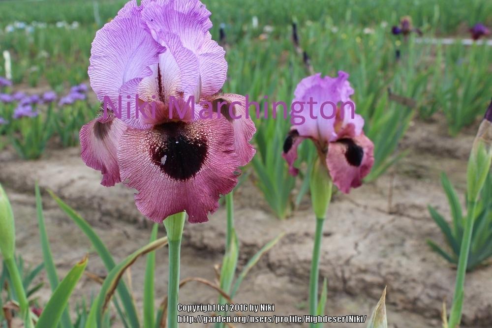 Photo of Arilbred Iris (Iris 'Smokin' Hot') uploaded by HighdesertNiki
