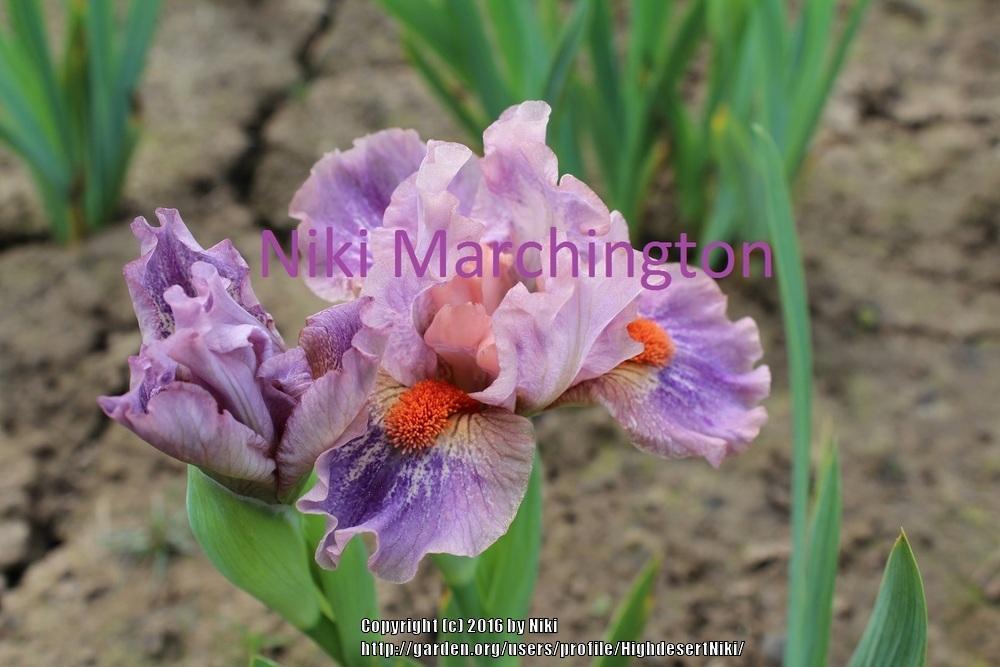 Photo of Standard Dwarf Bearded Iris (Iris 'Tweet') uploaded by HighdesertNiki