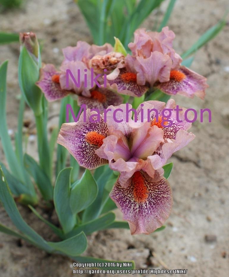 Photo of Standard Dwarf Bearded Iris (Iris 'Tuned In') uploaded by HighdesertNiki