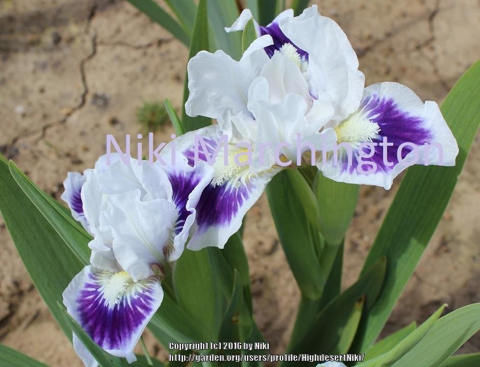 Photo of Standard Dwarf Bearded Iris (Iris 'Riveting') uploaded by HighdesertNiki