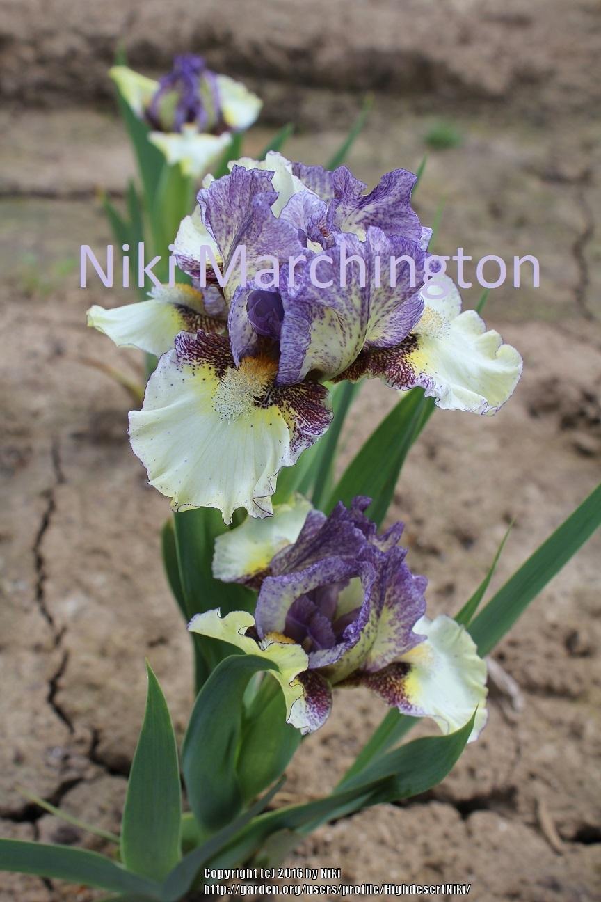 Photo of Standard Dwarf Bearded Iris (Iris 'Short Film') uploaded by HighdesertNiki