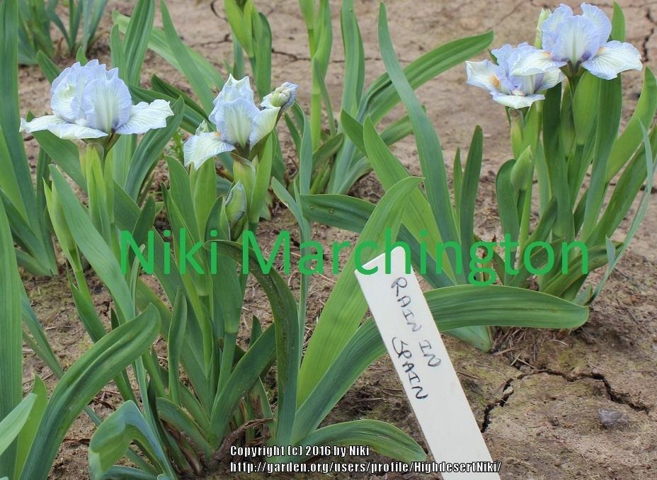 Photo of Standard Dwarf Bearded Iris (Iris 'Rain in Spain') uploaded by HighdesertNiki