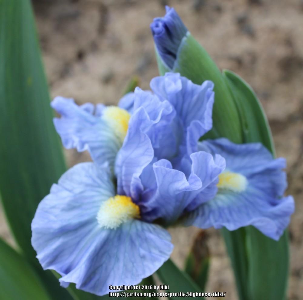Photo of Standard Dwarf Bearded Iris (Iris 'Star of India') uploaded by HighdesertNiki