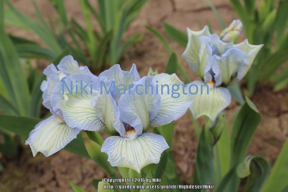 Photo of Standard Dwarf Bearded Iris (Iris 'Rain in Spain') uploaded by HighdesertNiki