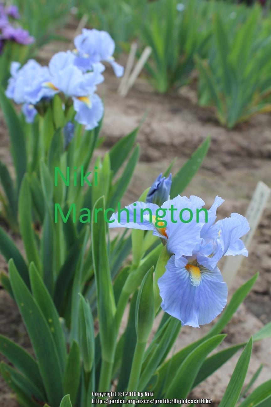 Photo of Standard Dwarf Bearded Iris (Iris 'Sky of Blue') uploaded by HighdesertNiki