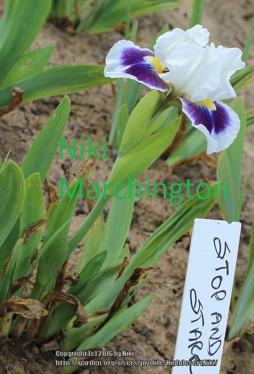 Photo of Standard Dwarf Bearded Iris (Iris 'Stop and Stare') uploaded by HighdesertNiki