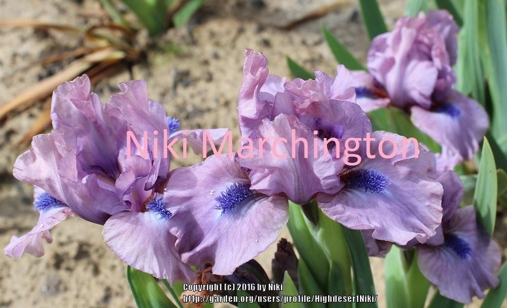 Photo of Standard Dwarf Bearded Iris (Iris 'Worry Wart') uploaded by HighdesertNiki