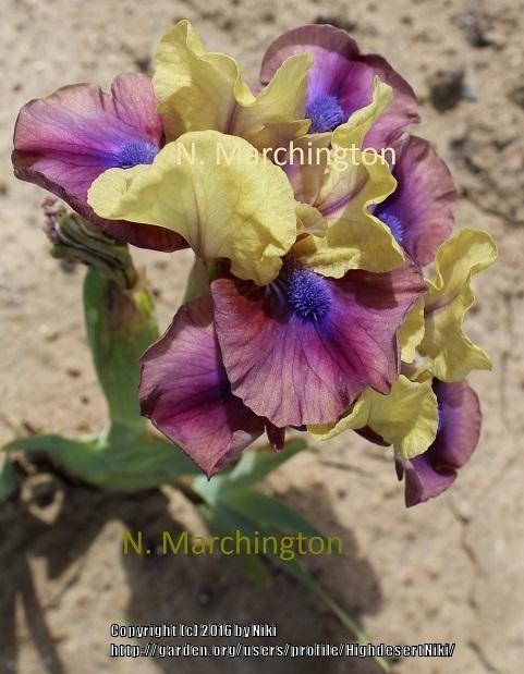 Photo of Standard Dwarf Bearded Iris (Iris 'Yoda') uploaded by HighdesertNiki