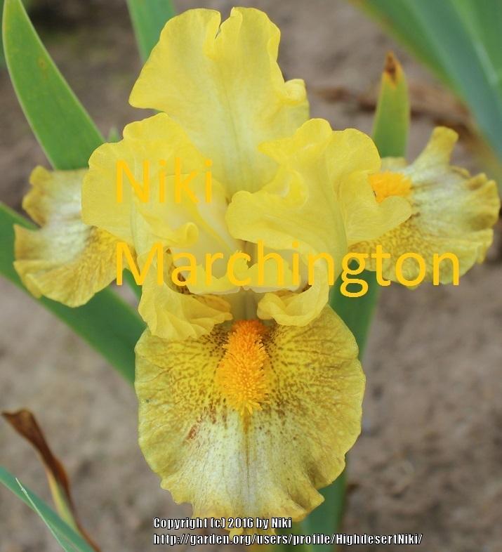 Photo of Standard Dwarf Bearded Iris (Iris 'Victory March') uploaded by HighdesertNiki