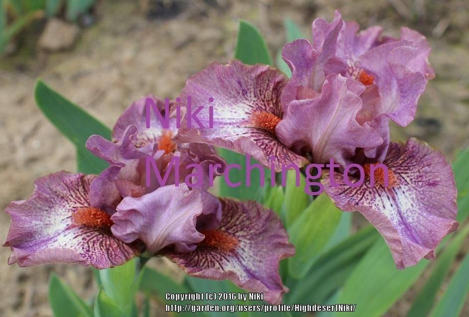 Photo of Standard Dwarf Bearded Iris (Iris 'Raspberry Crisp') uploaded by HighdesertNiki