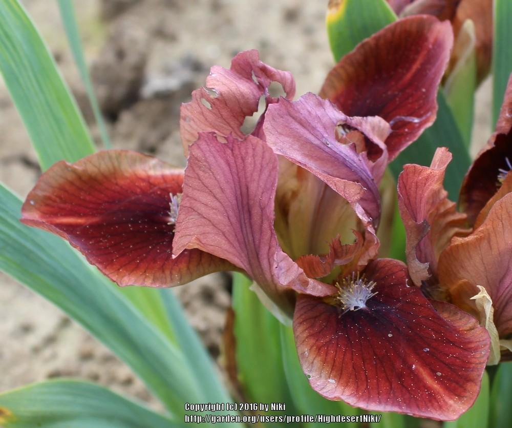 Photo of Miniature Dwarf Bearded Iris (Iris 'Small Token') uploaded by HighdesertNiki