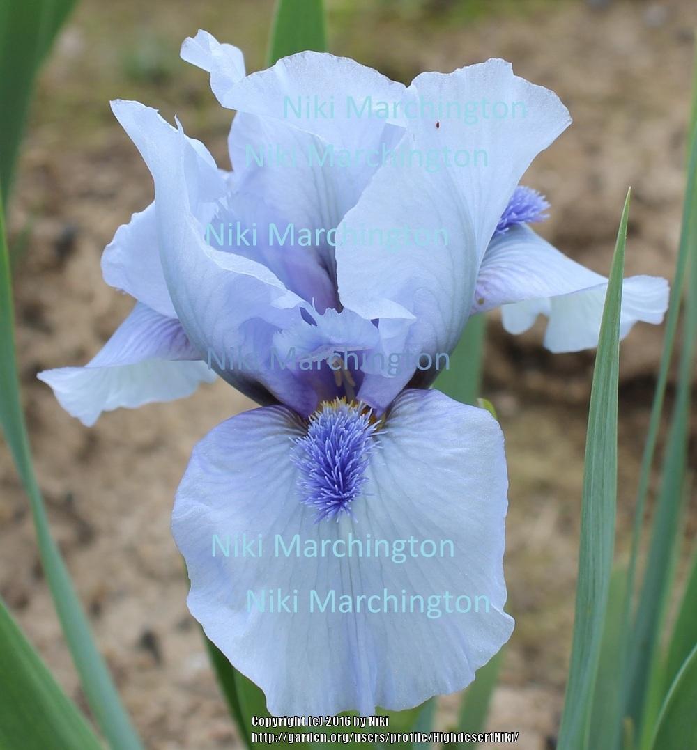 Photo of Standard Dwarf Bearded Iris (Iris 'Repeat the Blues') uploaded by HighdesertNiki
