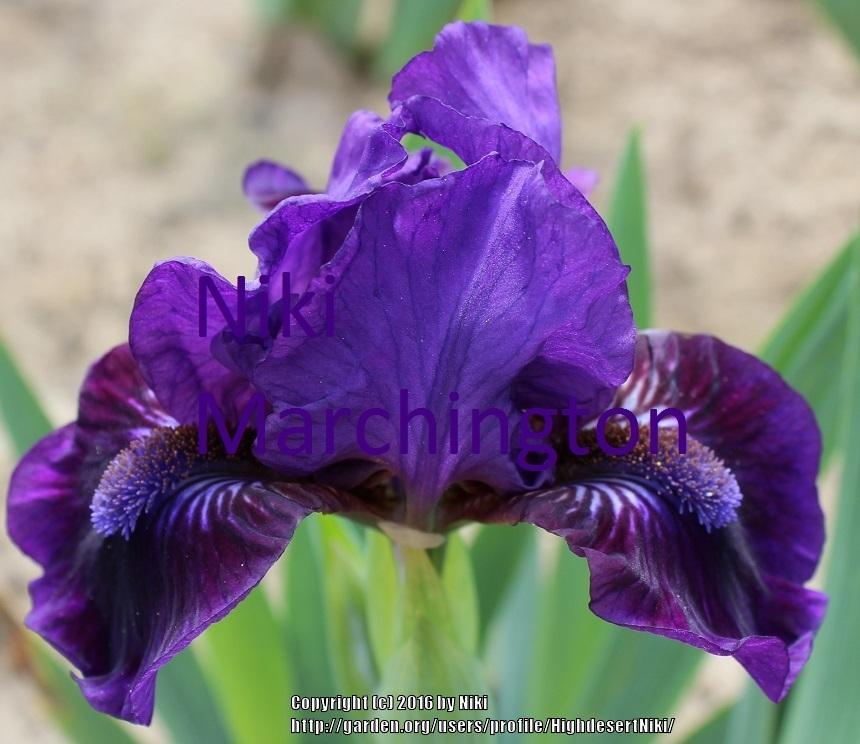 Photo of Standard Dwarf Bearded Iris (Iris 'Satin Dreams') uploaded by HighdesertNiki