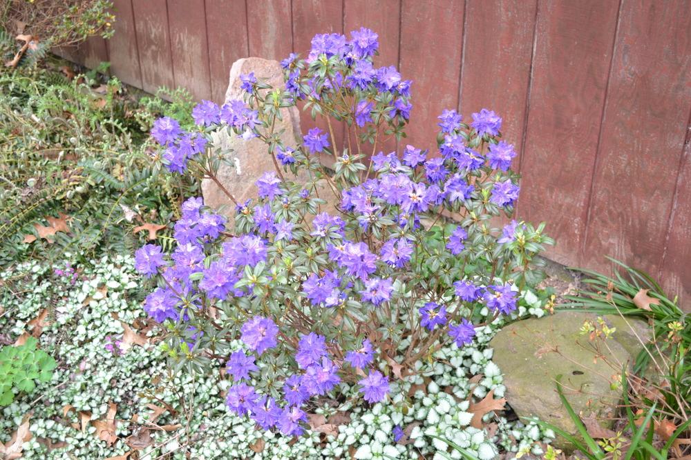 Photo of Rhododendron 'Blue Baron' uploaded by HollyAnnS