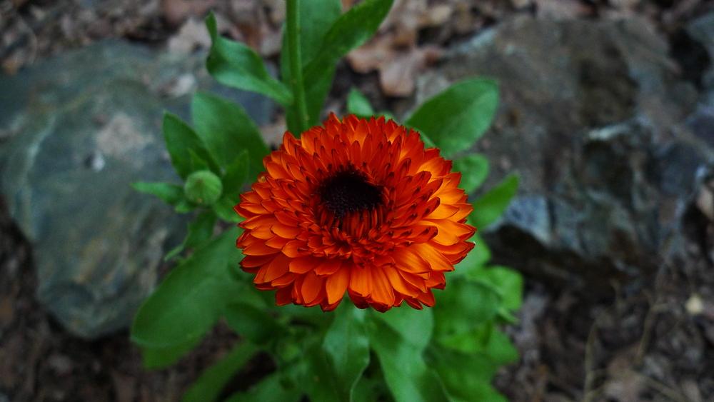 Photo of Pot Marigold (Calendula 'Neon') uploaded by Myles