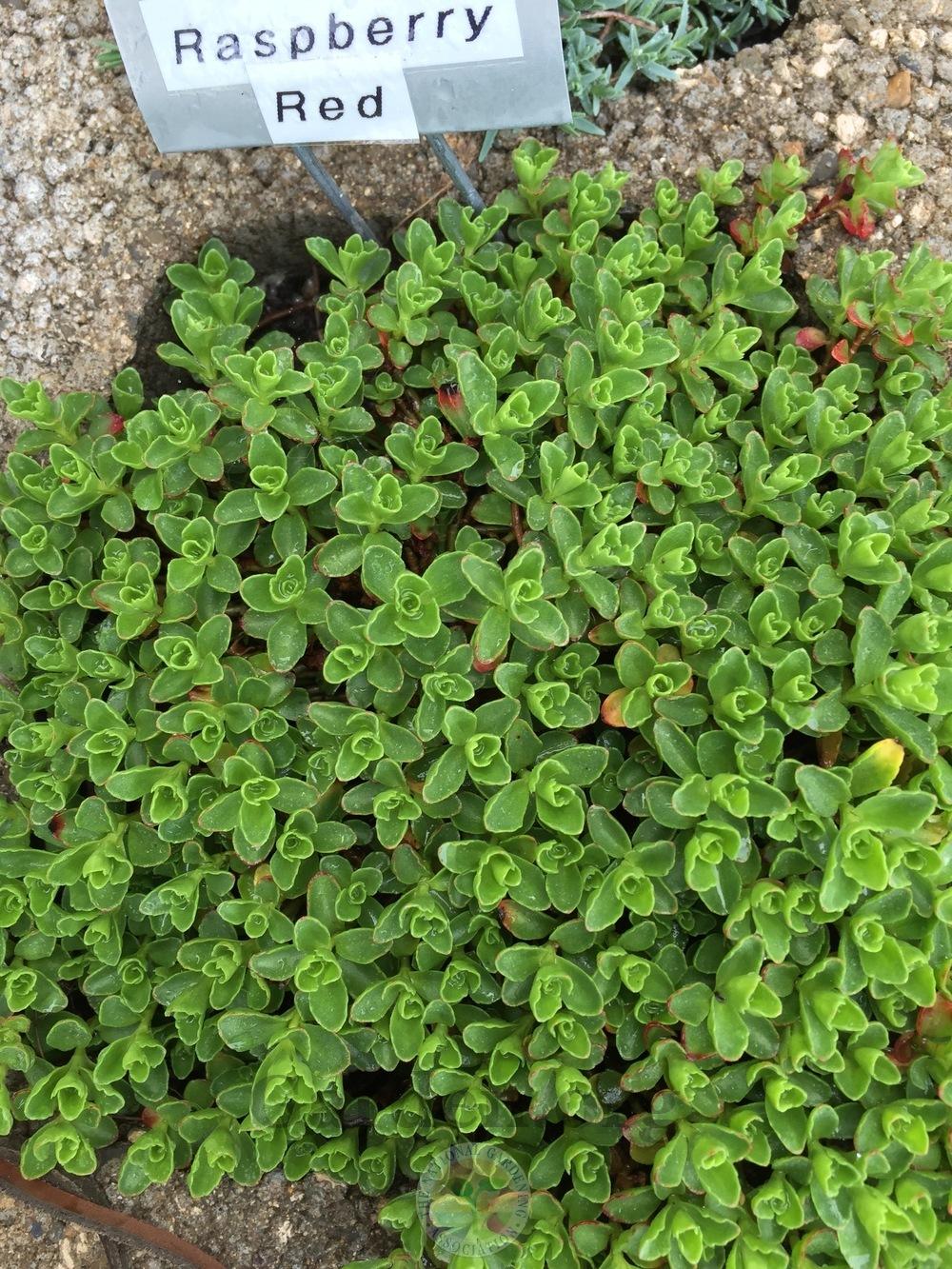 Photo of Two-Row Stonecrop (Phedimus spurius 'Raspberry Red') uploaded by Patty