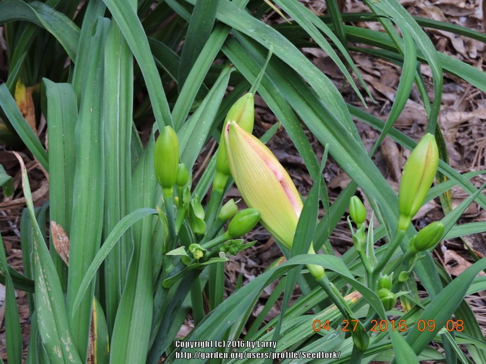 Photo of Daylily (Hemerocallis 'Jolyene Nichole') uploaded by Seedfork