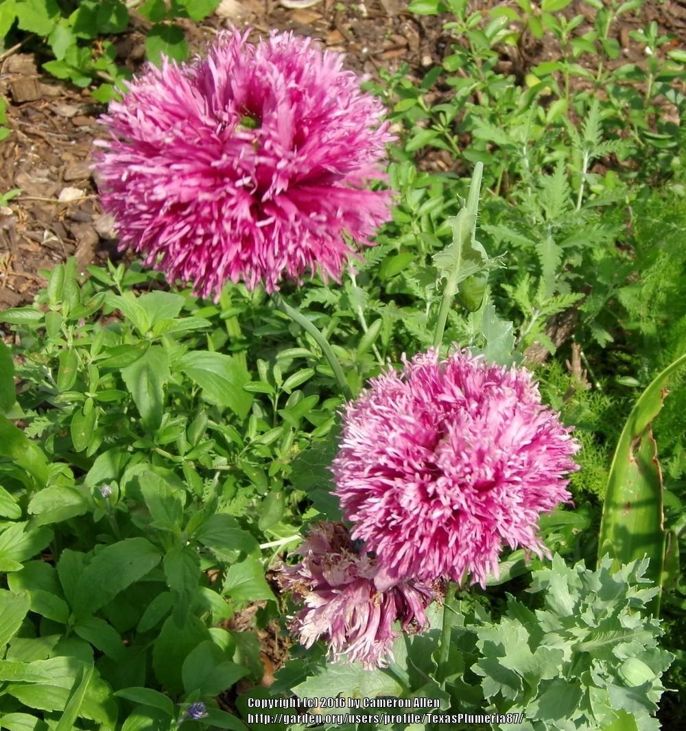 Photo of Opium Poppy (Papaver somniferum) uploaded by TexasPlumeria87