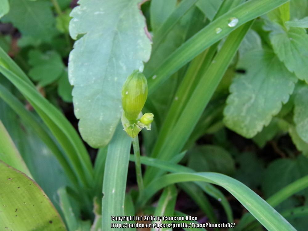 Photo of Daylily (Hemerocallis 'Stella de Oro') uploaded by TexasPlumeria87