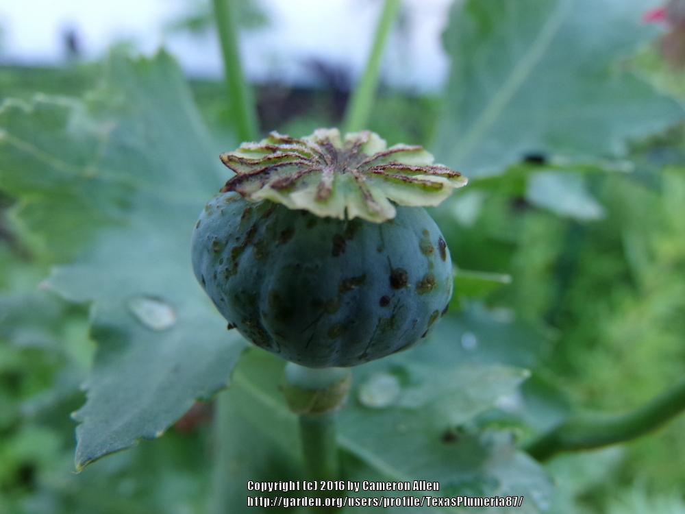 Photo of Opium Poppy (Papaver somniferum) uploaded by TexasPlumeria87