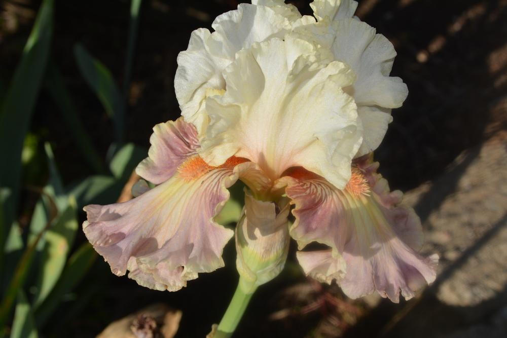 Photo of Tall Bearded Iris (Iris 'Strawberry Sorbet') uploaded by iciris