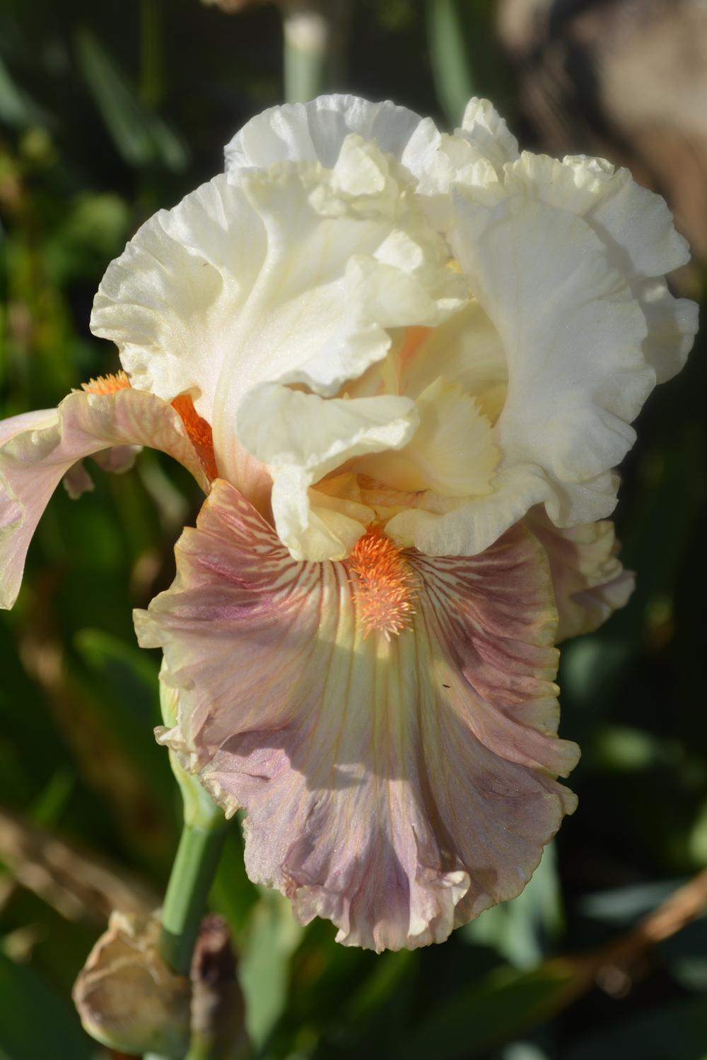 Photo of Tall Bearded Iris (Iris 'Strawberry Sorbet') uploaded by iciris