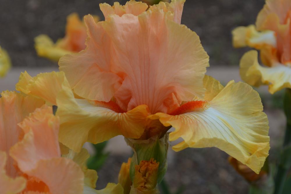 Photo of Tall Bearded Iris (Iris 'Chariots of Fire') uploaded by iciris