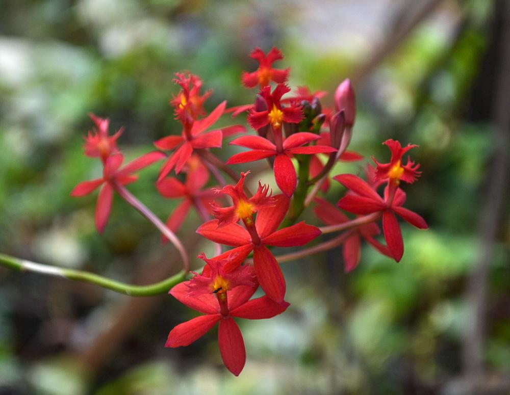 Photo of Crucifix Orchid (Epidendrum radicans) uploaded by sunkissed