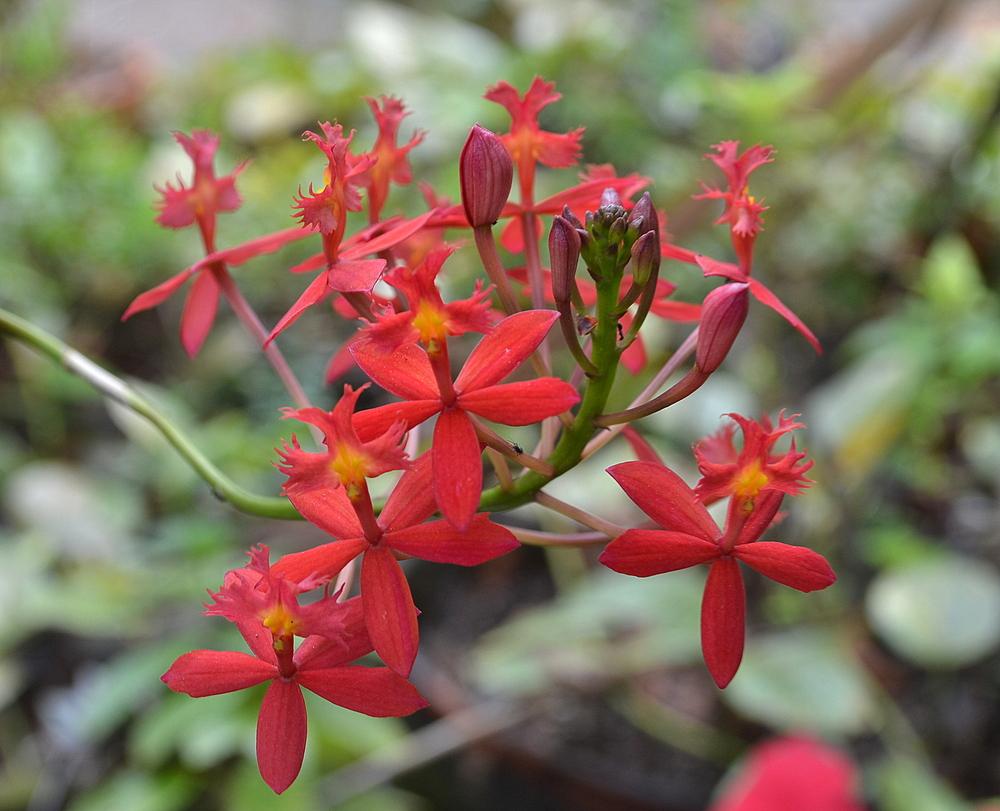 Photo of Crucifix Orchid (Epidendrum radicans) uploaded by sunkissed
