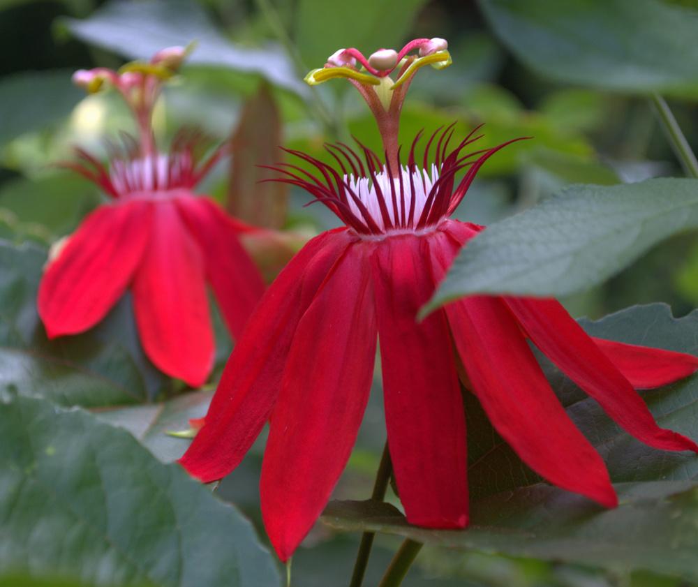 Photo of Red Passion Flower (Passiflora coccinea) uploaded by sunkissed