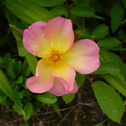 Location: Nora's Garden - Castlegar BC
Date: 2014-06-18
 5:09 pm.  Charming blossom when it first emerges.