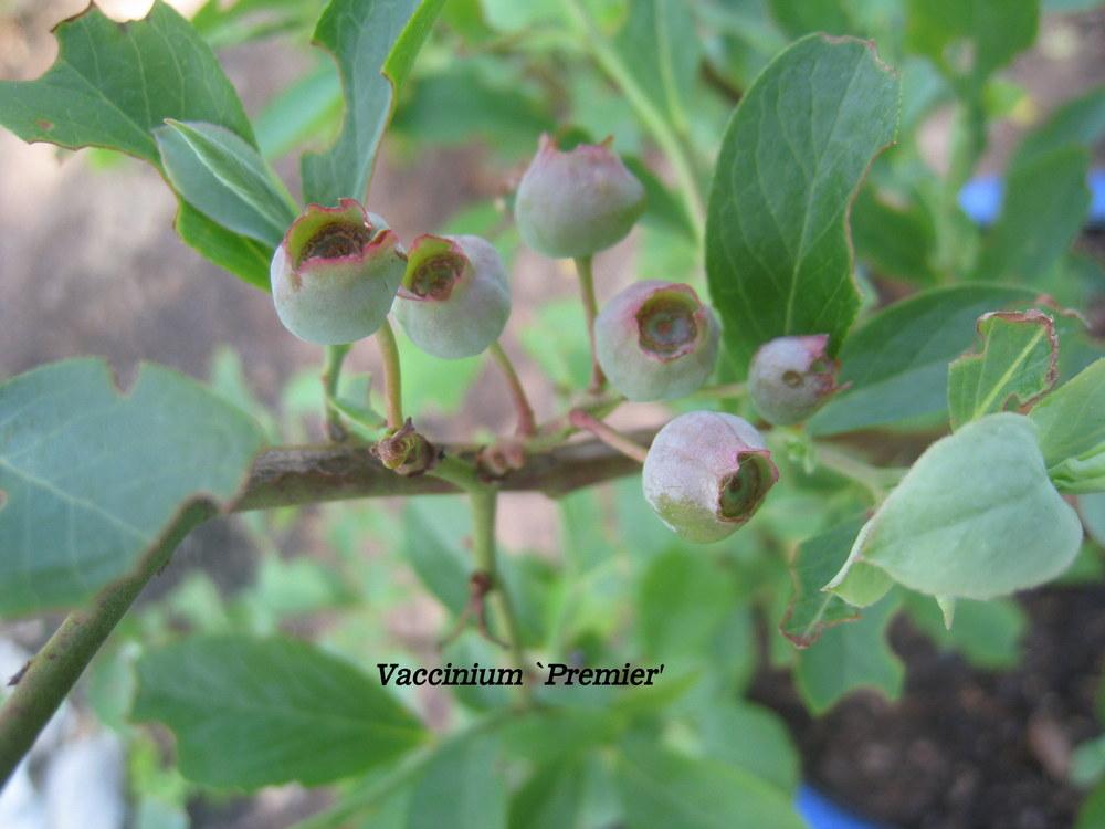 Photo of Rabbiteye Blueberry (Vaccinium corymbosum 'Premier') uploaded by Hemophobic