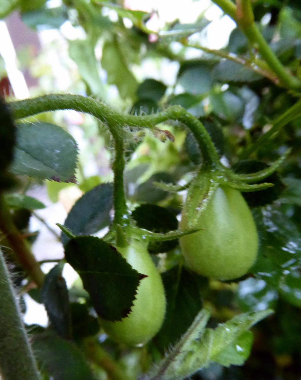Photo of Tomato (Solanum lycopersicum 'Yellow Pear') uploaded by JulieB