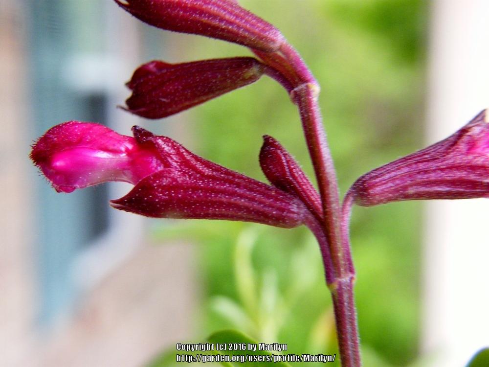 Photo of Autumn Sage (Salvia greggii 'Grace Pink') uploaded by Marilyn