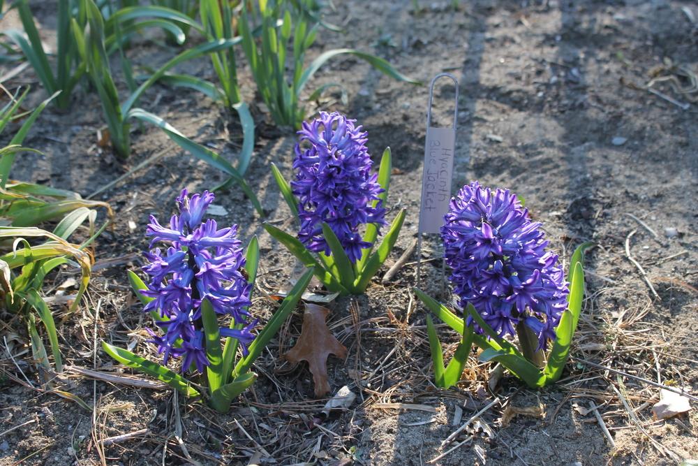 Photo of Hyacinth (Hyacinthus orientalis 'Blue Jacket') uploaded by Meredith79