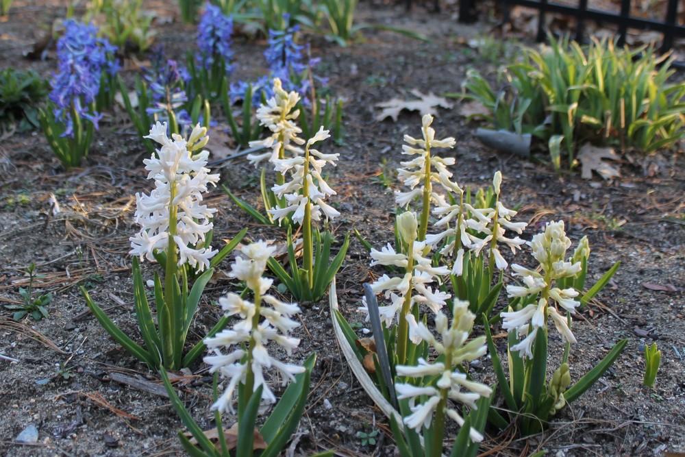Photo of Dutch Hyacinth (Hyacinthus orientalis 'White Festival') uploaded by Meredith79
