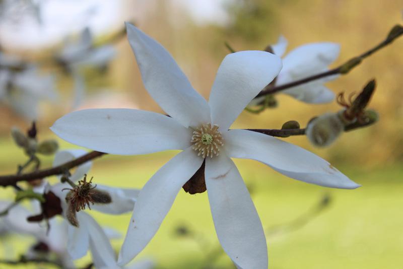 Photo of Magnolia (Magnolia proctoriana) uploaded by RuuddeBlock